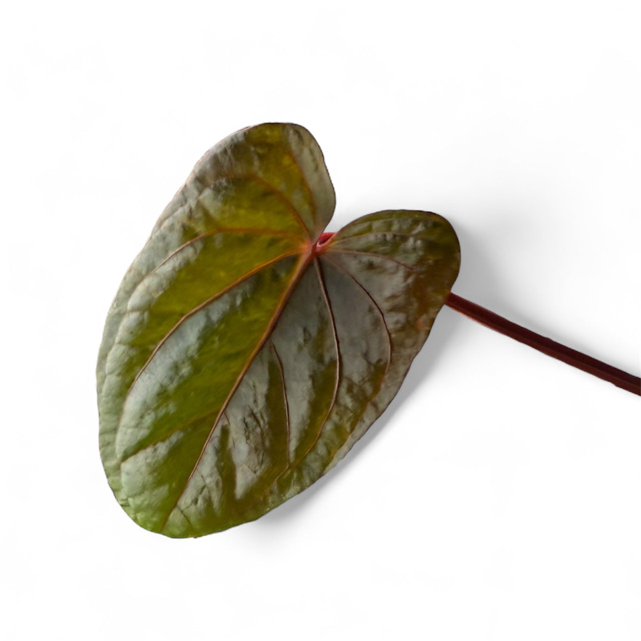 Anthurium Dressleri x RVDP