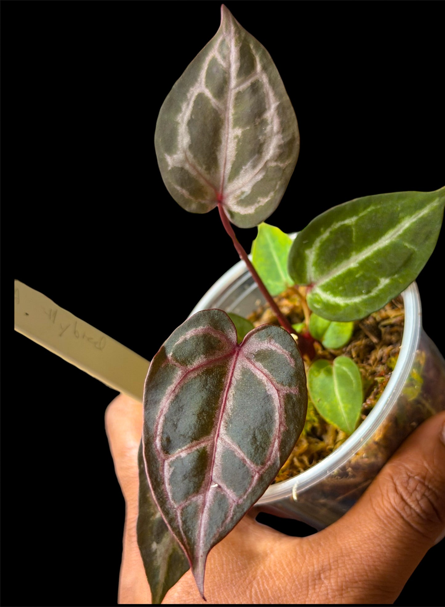 Anthurium Wonderboy A x Mystery Wonderboy