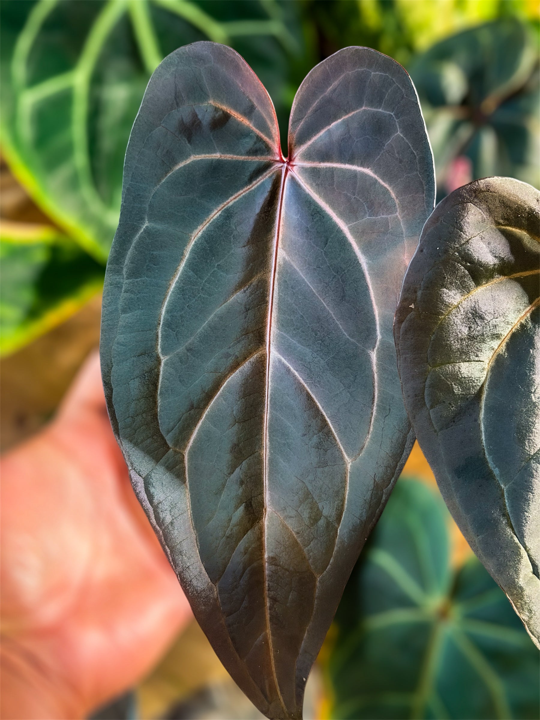 Anthurium (D&H x RVC) x Carlablackiae – HappiestPlants
