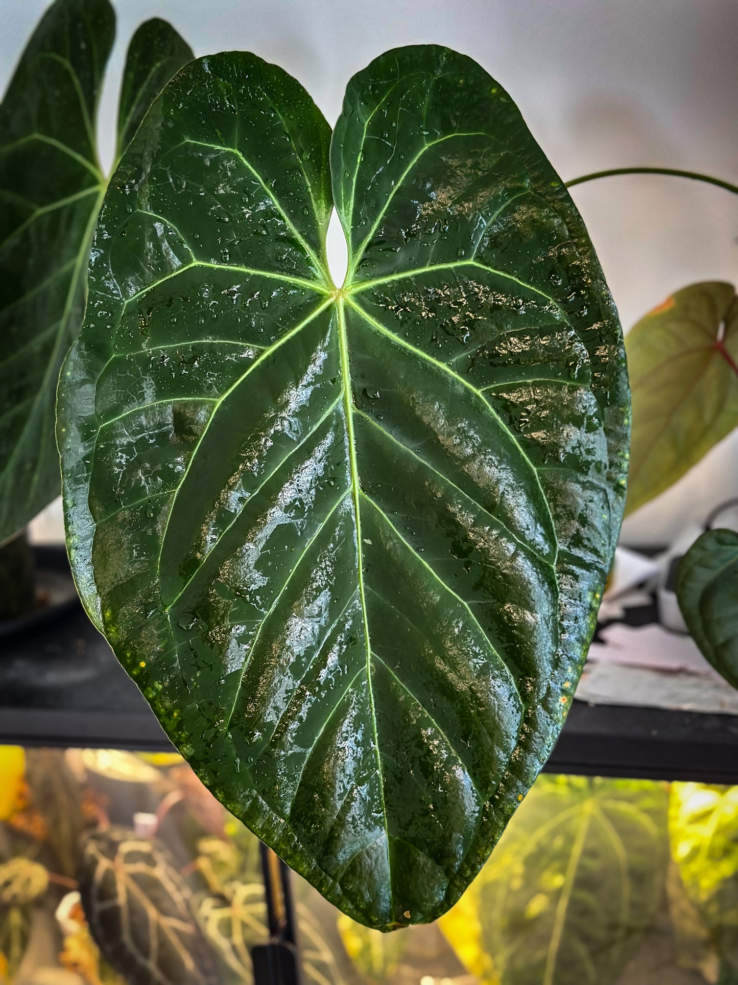 Anthurium (Papillilaminum x Hoffmani) x (Fort Sherman x AOS)