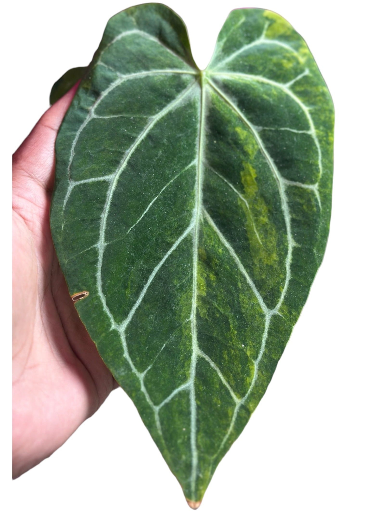 variegated anthurium