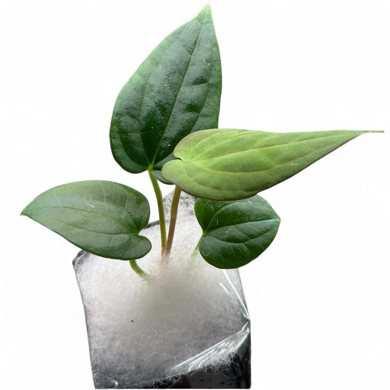 Anthurium BVEP x Night Dragon