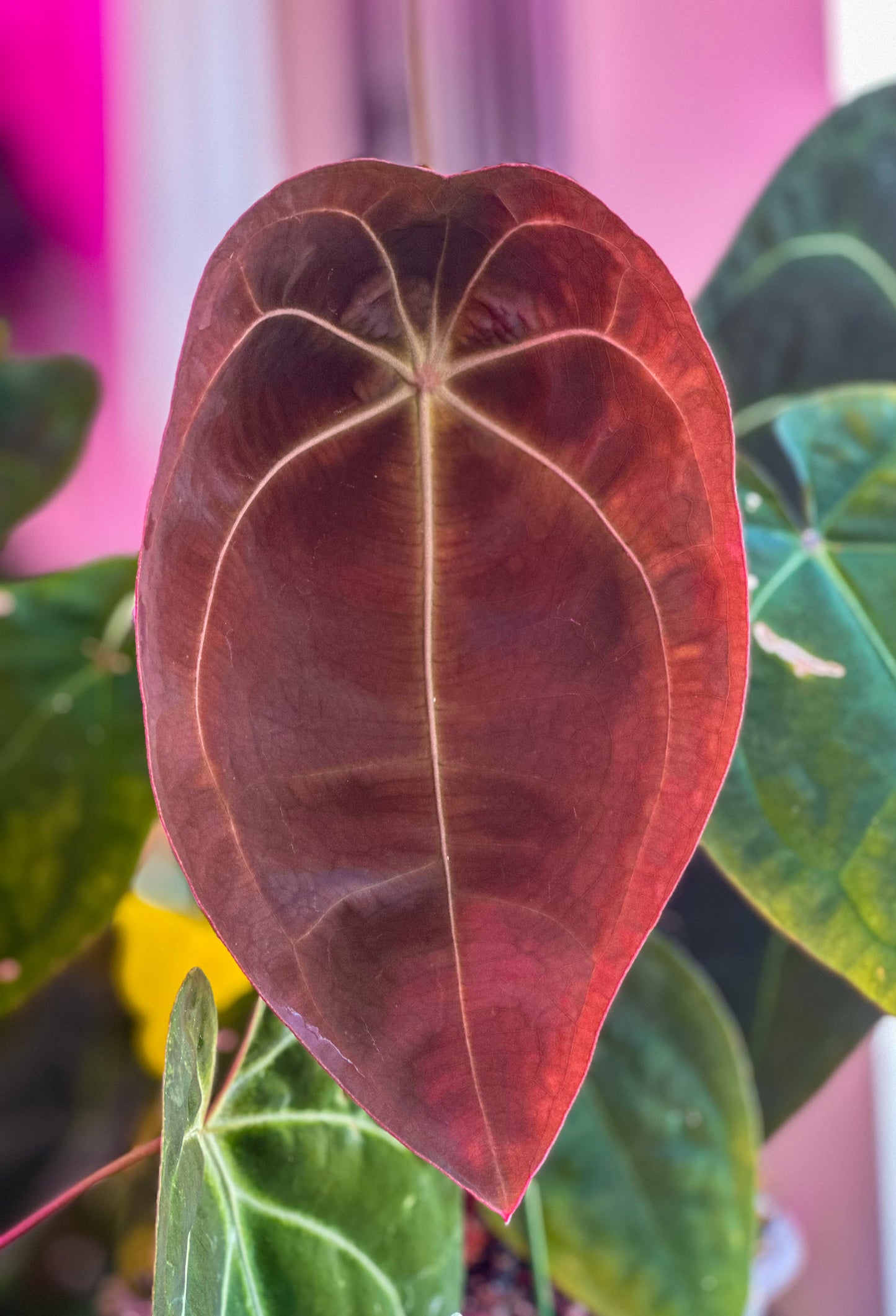 Anthurium Forgetii DF x Anthurium Goliath