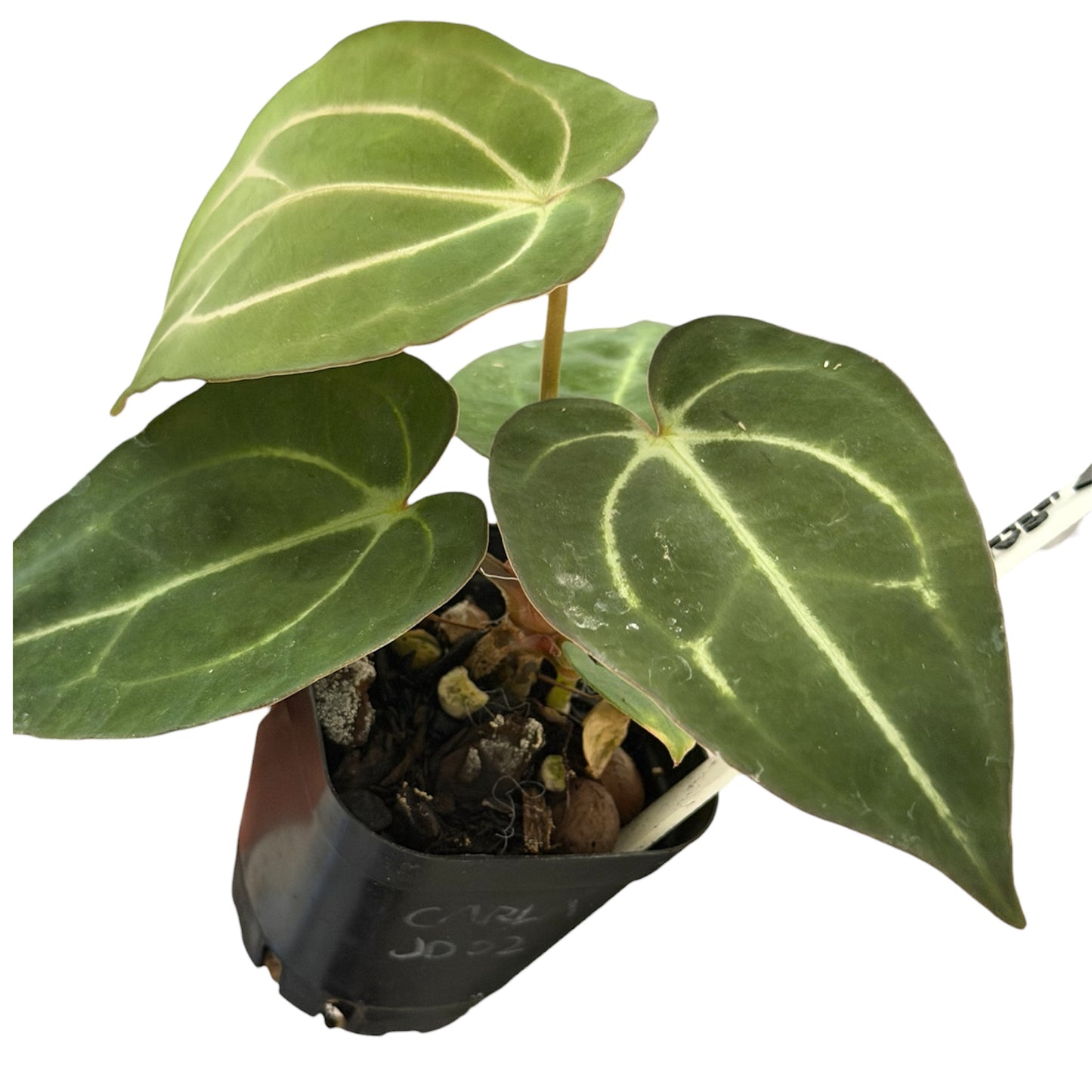 Anthurium Carlablackiae JD02 – Beldam x (Round x GPH-001)
