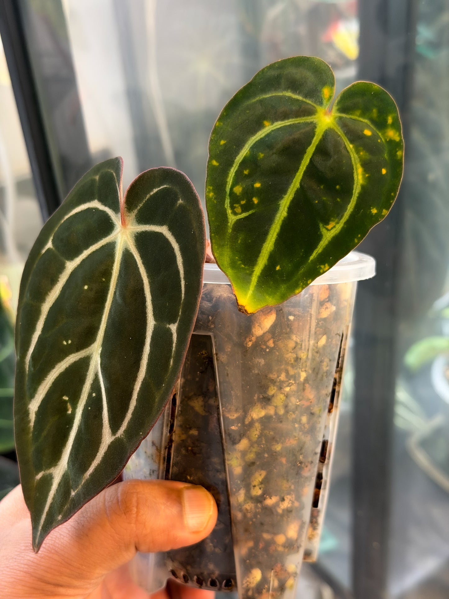 Carlablackiae RA4 x RA8 - Offset