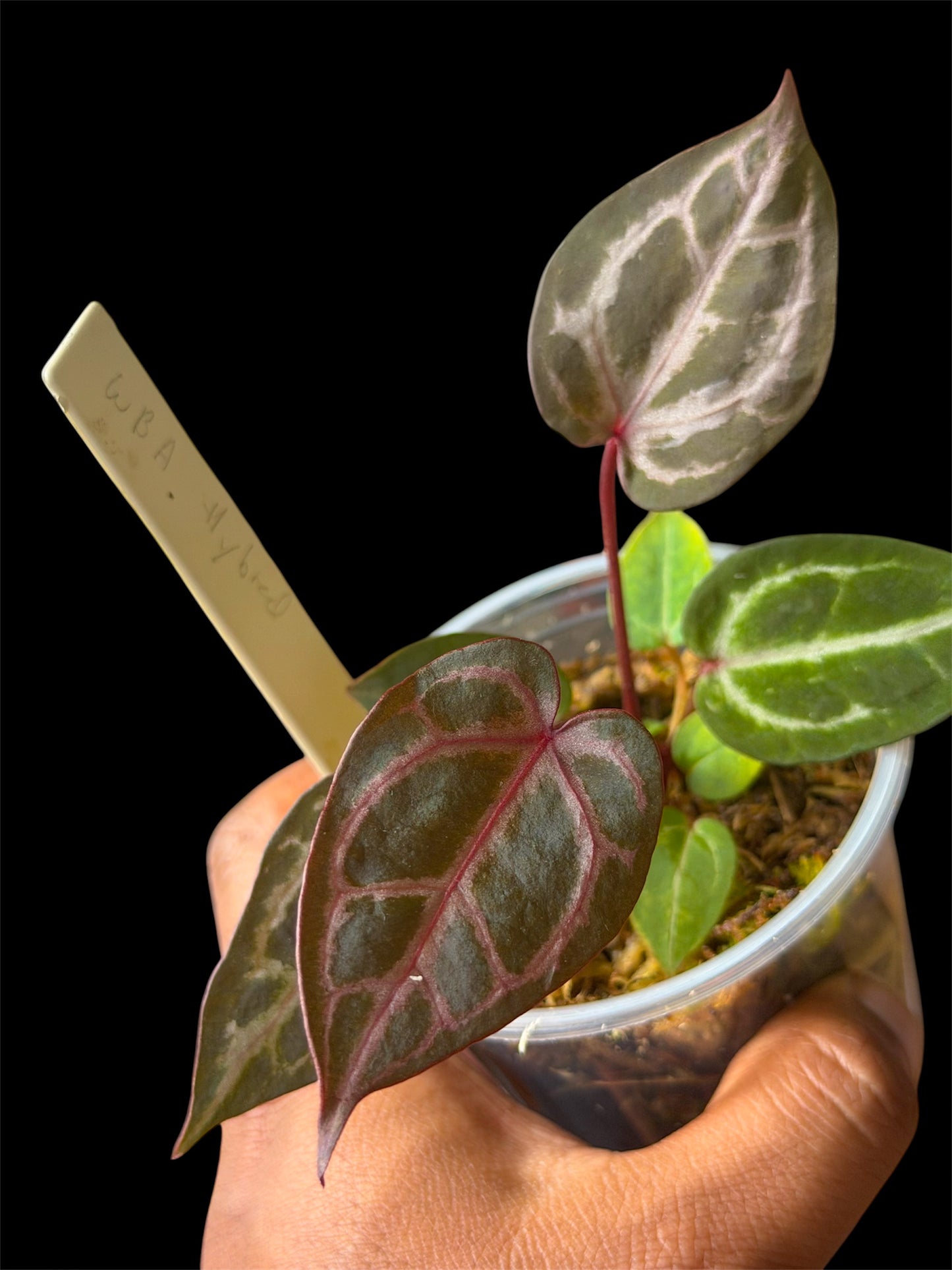 Anthurium Wonderboy A x Mystery Wonderboy