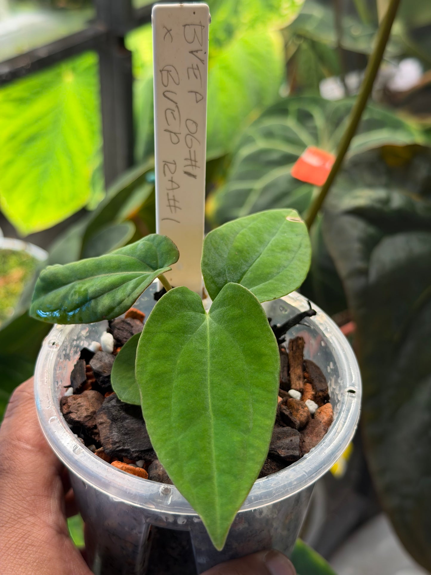 Anthurium BVEP OG1 x RA1 – Seedlings