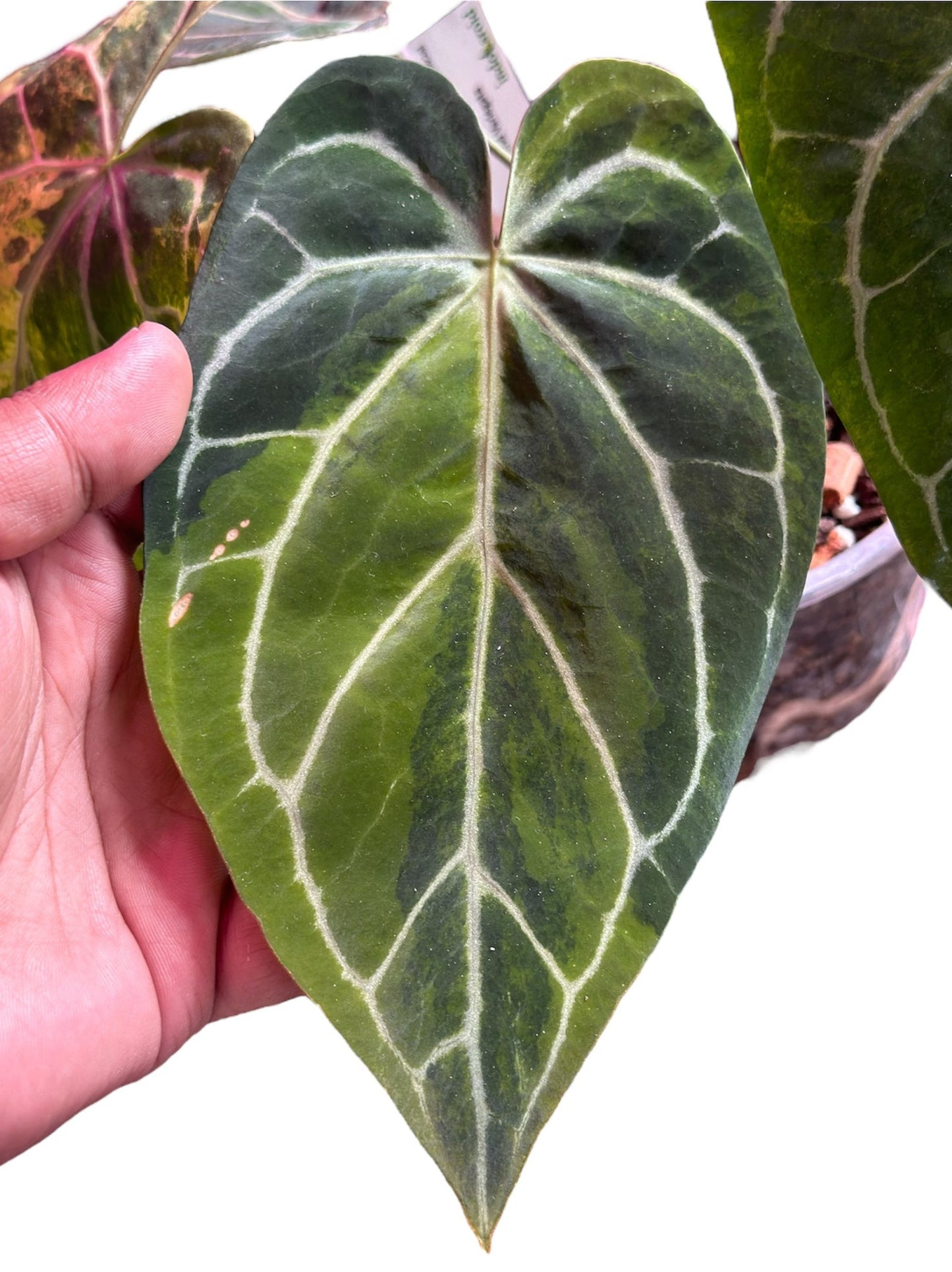 variegated anthurium