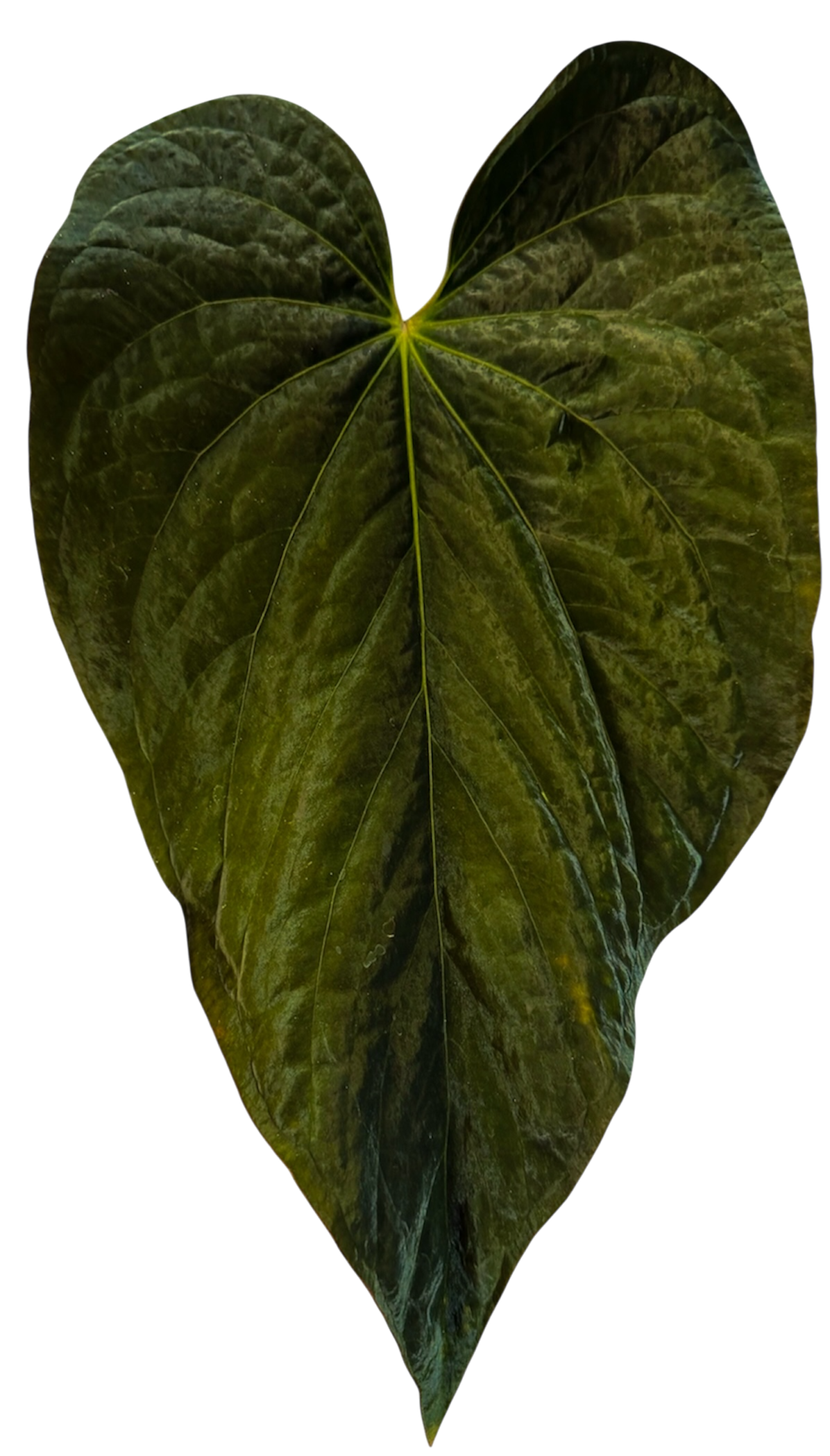 Anthurium (Kuna x BVEP RA1) x Carla (Round x GPH001) x GPH001