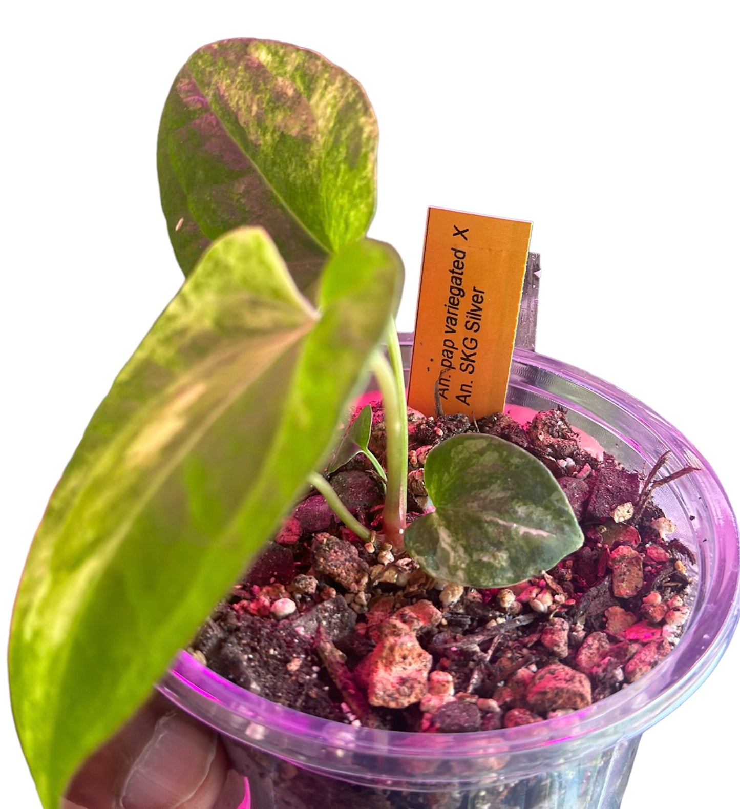 Anthurium Papillilaminum Variegated x SKG Silver