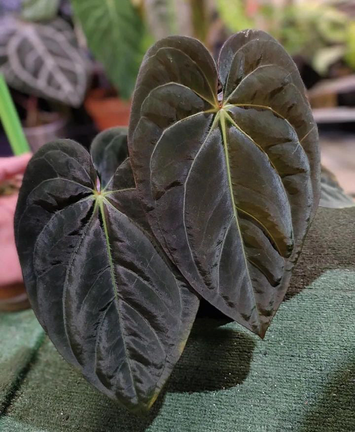anthurium bvep Shop Anthurium Carlablackiae x BVEP X Code Red – HappiestPlants