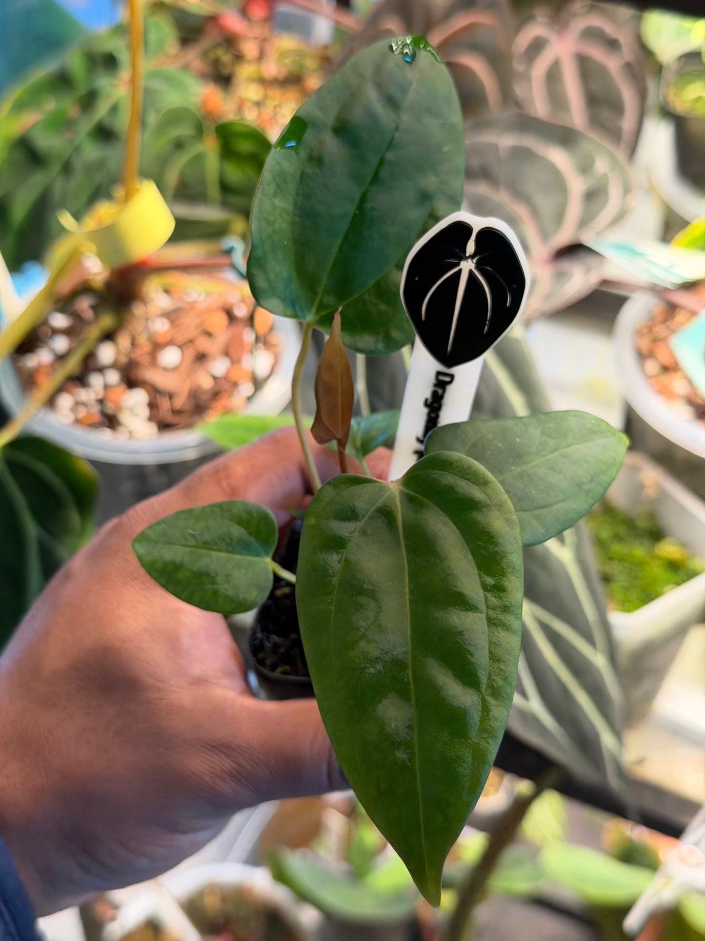 Anthurium Dragonfly (Mr Worldwide x Night Dragon)