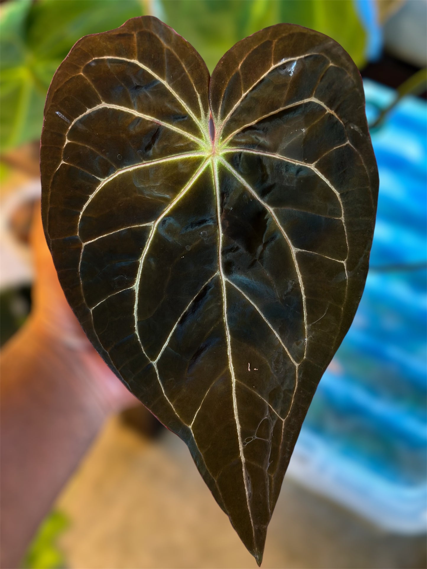 Anthurium Super Massive Spider x Red Spider Ori