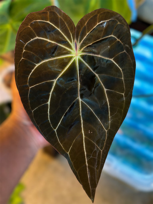 Anthurium Super Massive Spider x Red Spider Ori