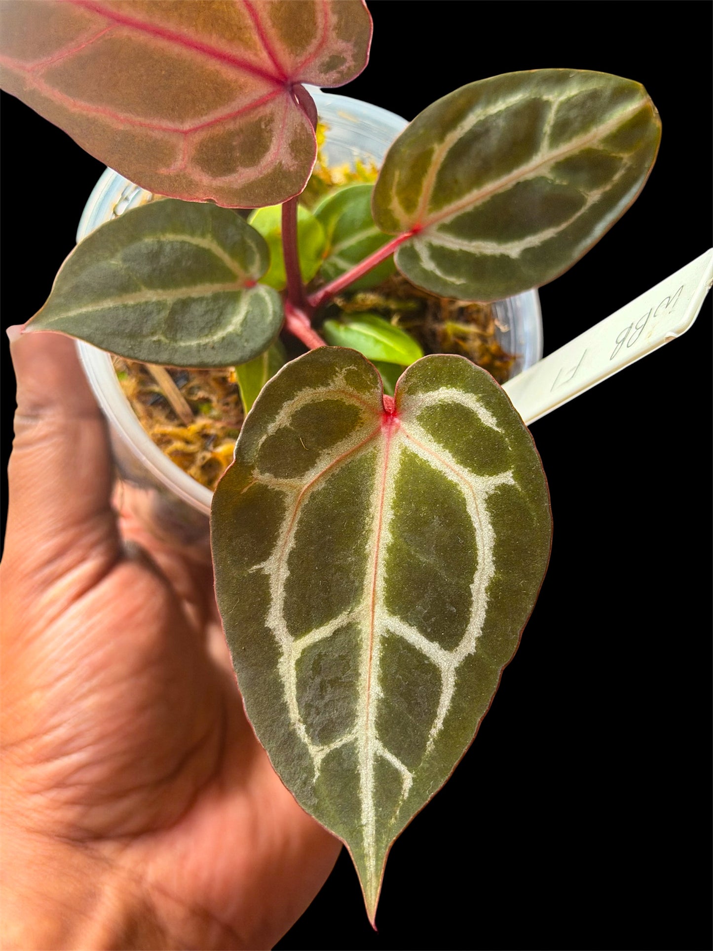 Anthurium Wonderboy B (x self) Super Select