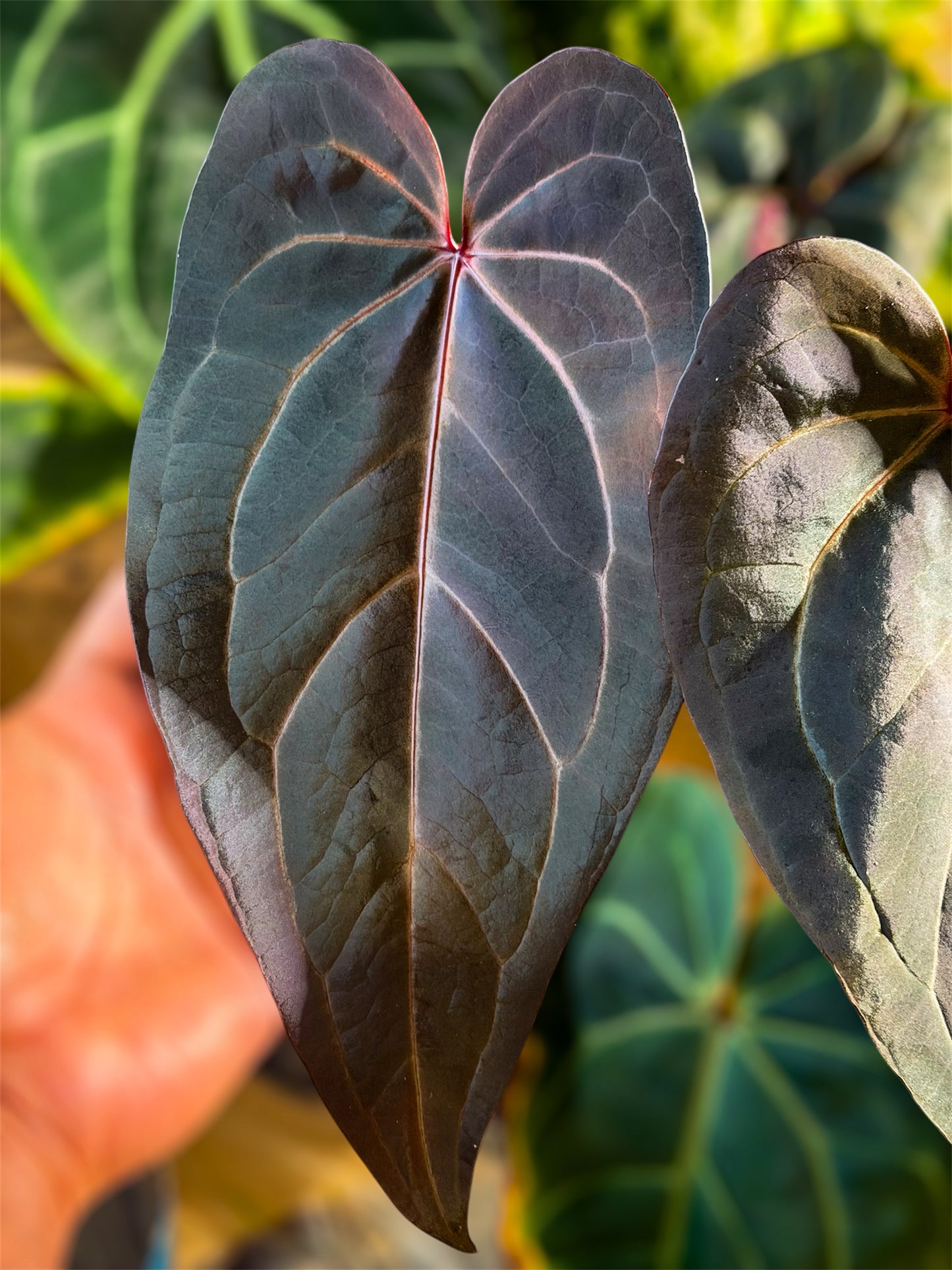 velvet leaf anthurium Anthurium (D&H x RVC) x Carlablackiae – HappiestPlants