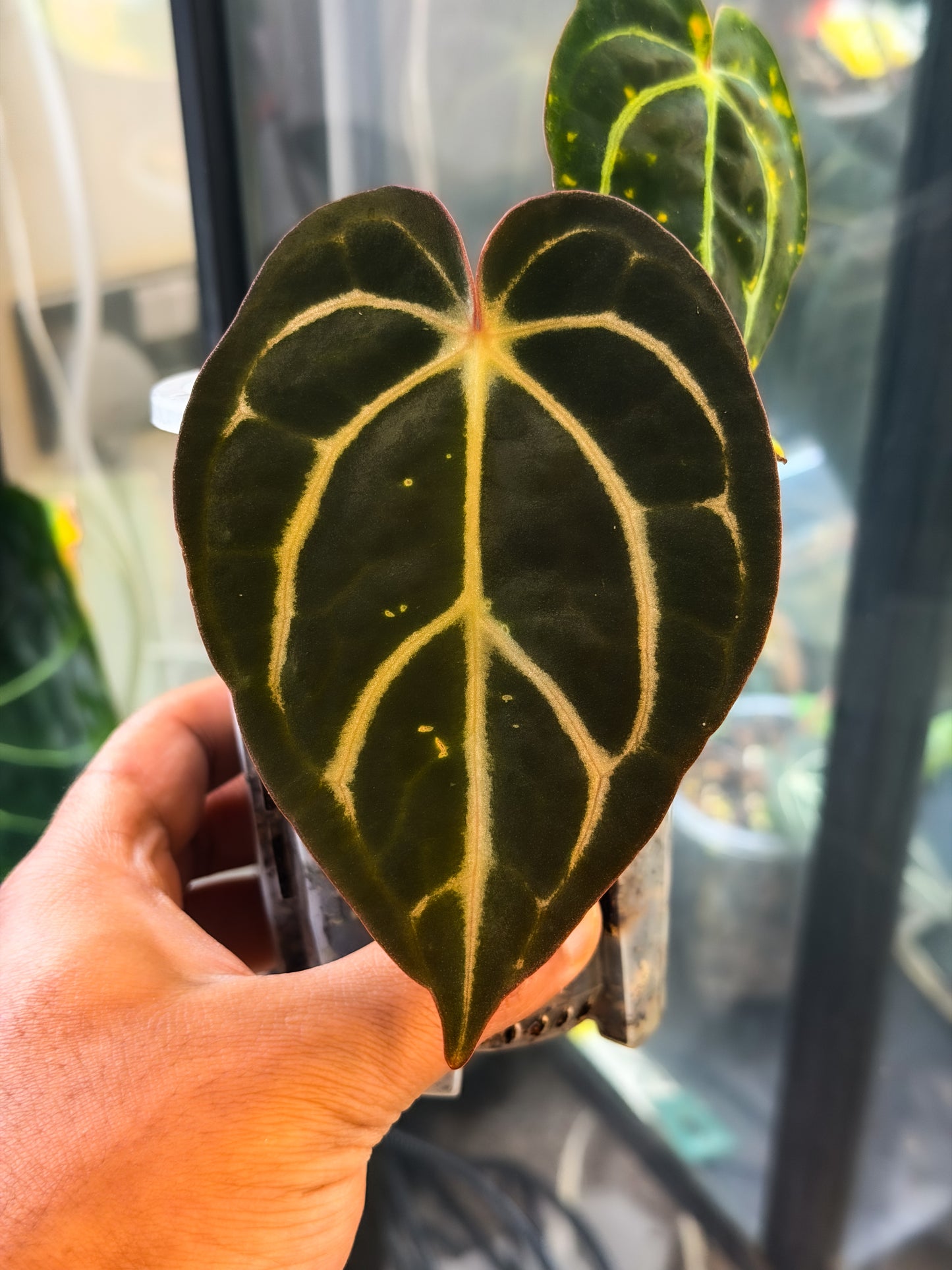 Carlablackiae RA4 x RA8 - Offset