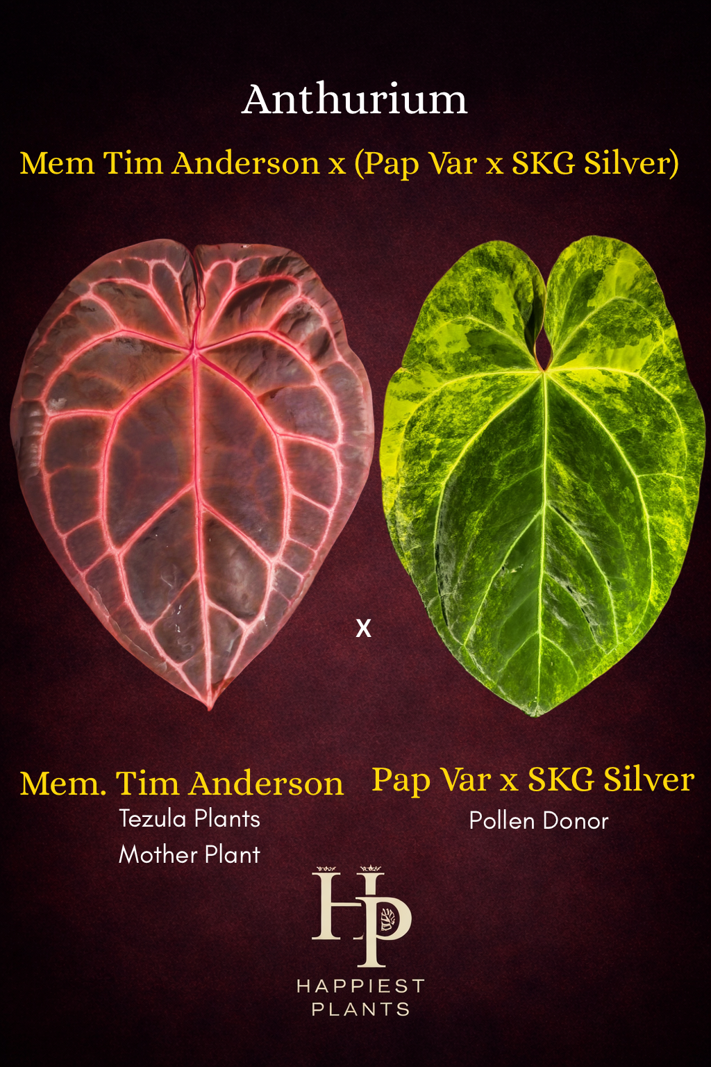 Anthurium Mem. Tim Anderson x (Pap Var x SKG Silver)