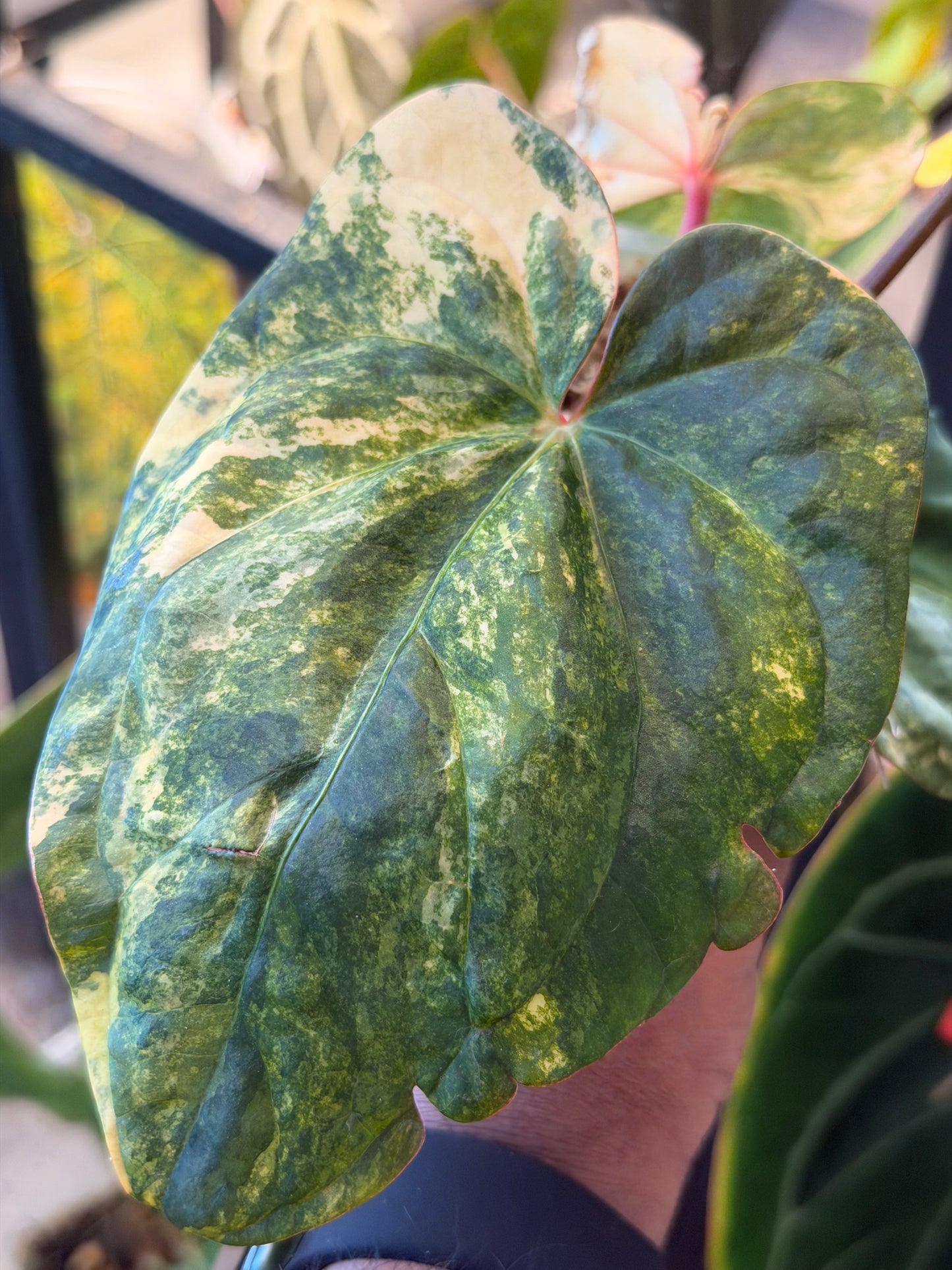 Pap Var x Subsignatum - Top Cut