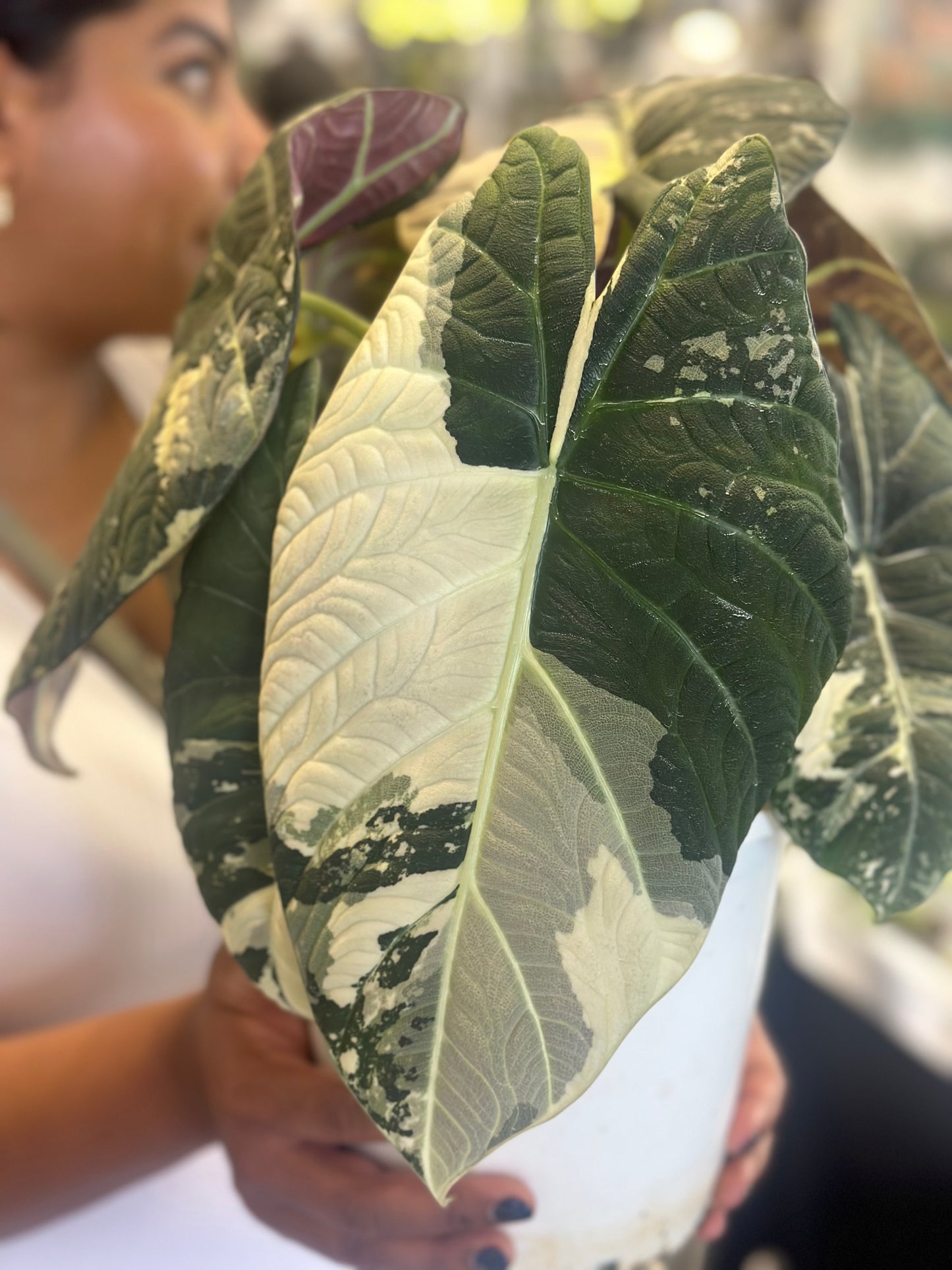 Alocasia Maharani Variegated - Award Winning Lineage