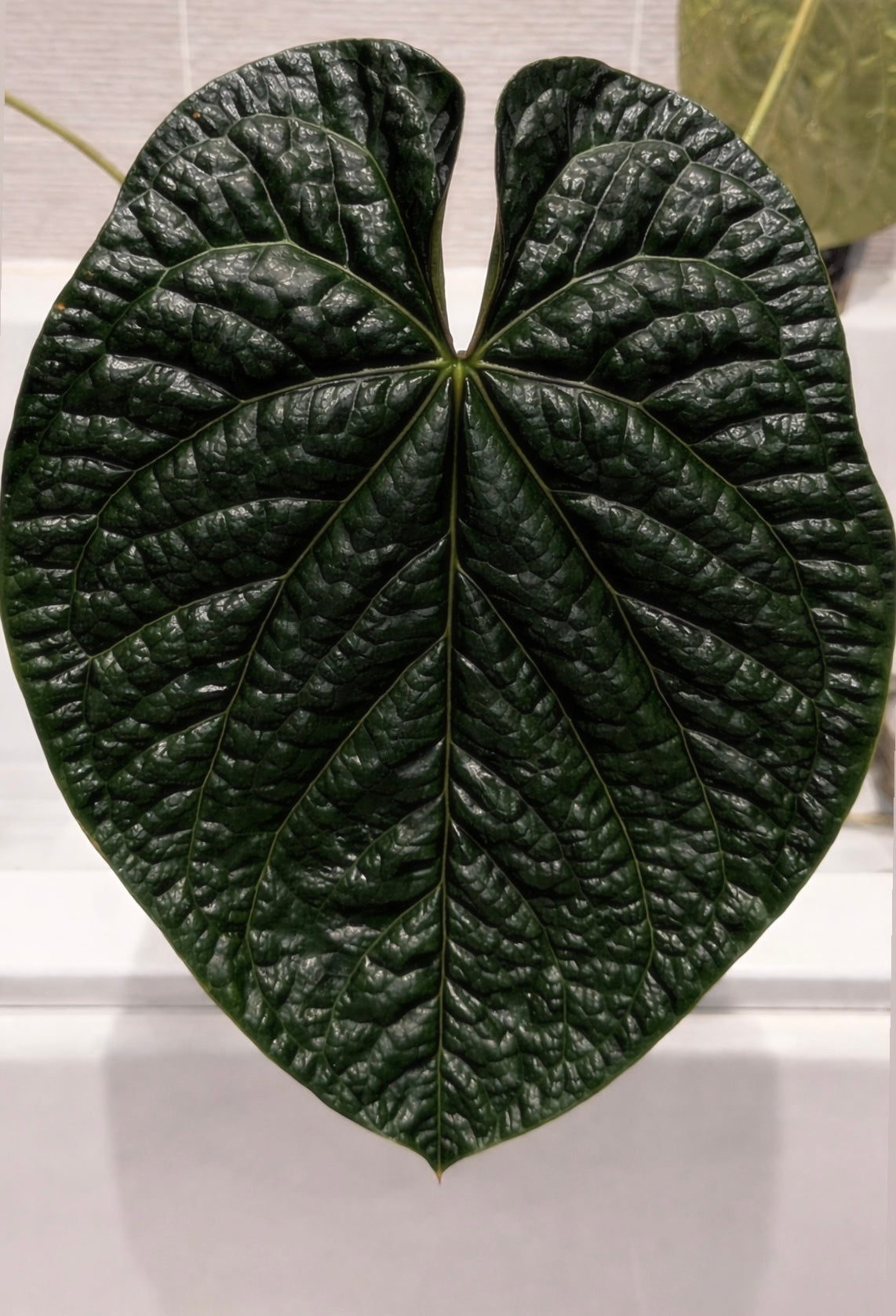 Anthurium AOSx X Carlablackiae