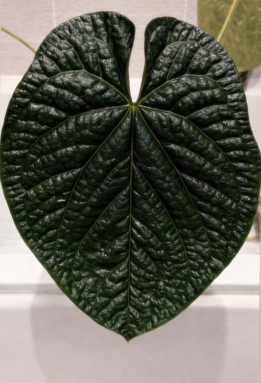 Anthurium AOSx X Carlablackiae