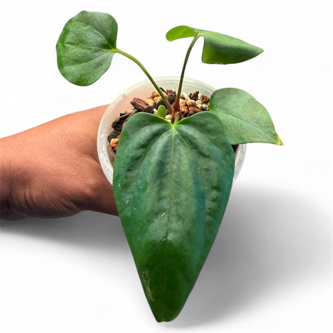 Anthurium Portillae (NSE) x Sp Nov DF – HappiestPlants