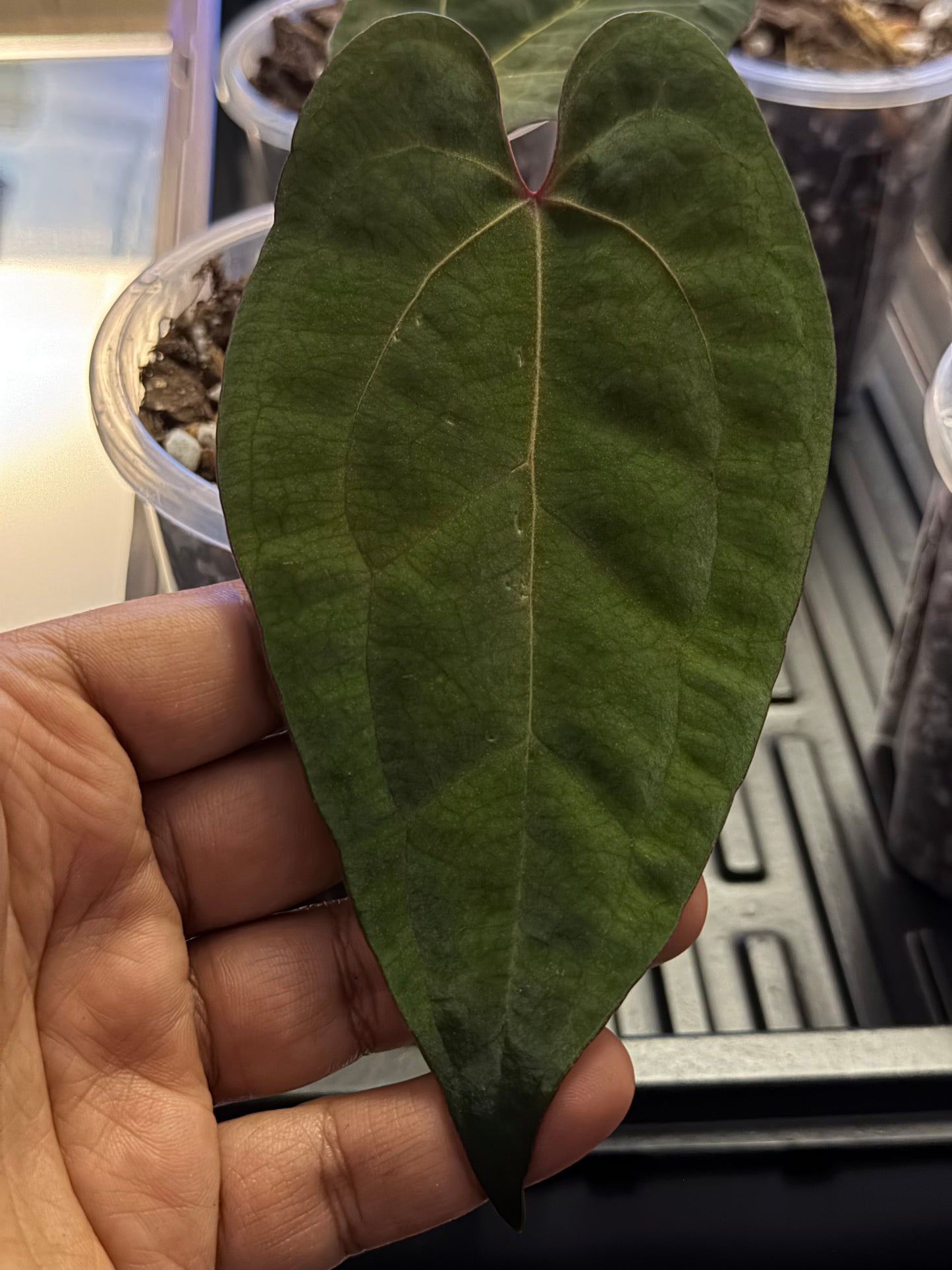 Anthurium Legacy of Spades – Clone