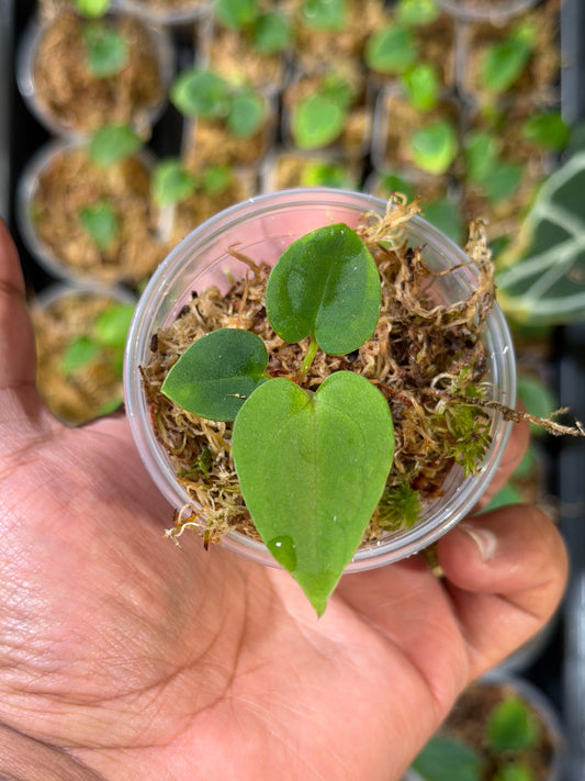 Anthurium (Forgetii x BVEP) X (Carlablackiae x Besseae AFF x BVEP)