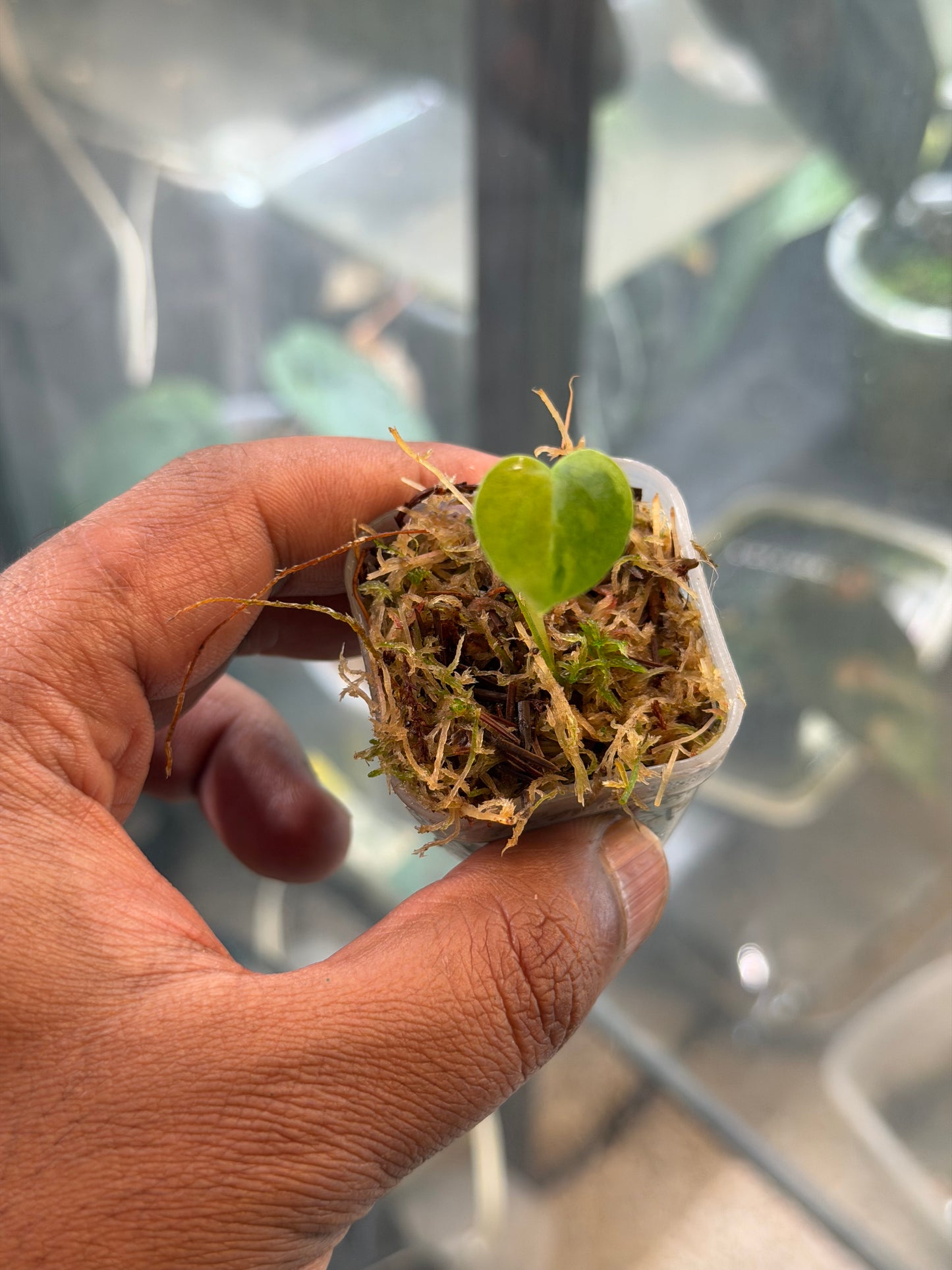 Anthurium KOS x RVDP – Variegated Seedlings