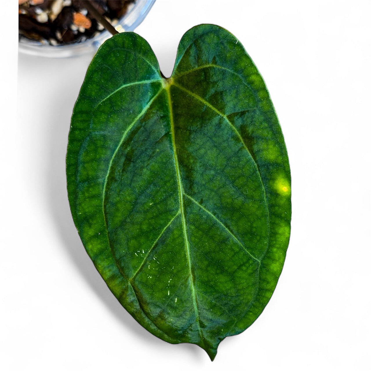 Anthurium Besseae aff x Portillae Dorito (by Rory Antolok)