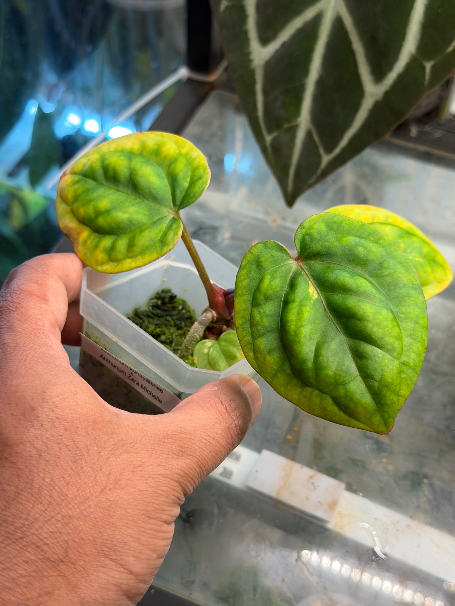 anthurium kunayalense Anthurium Kunayalense x Zara x Michelle – HappiestPlants