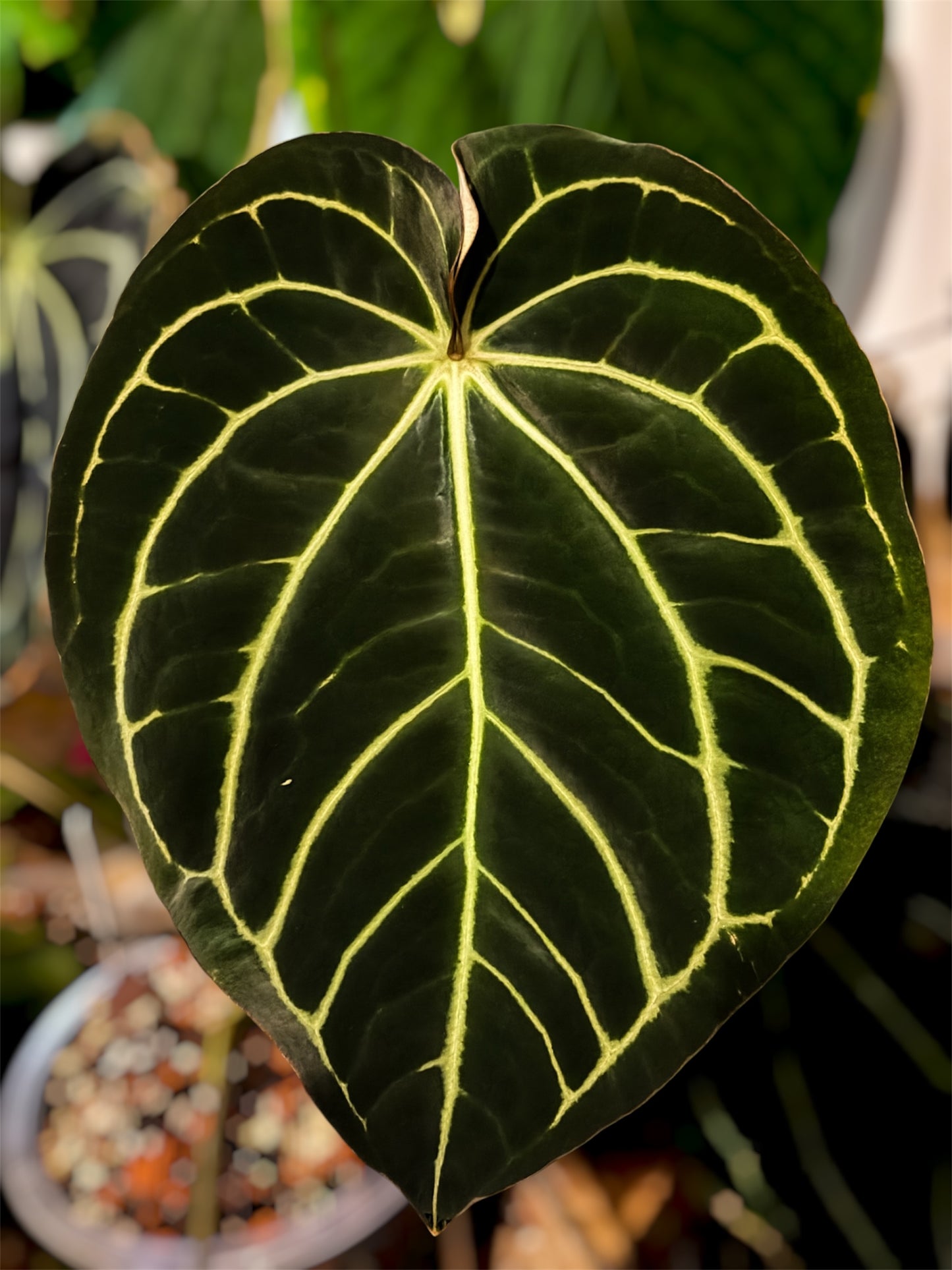 Anthurium Carlablackiae RA10 (S2)