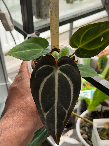 Anthurium Carlablackiae OG4 × OG2 – HappiestPlants