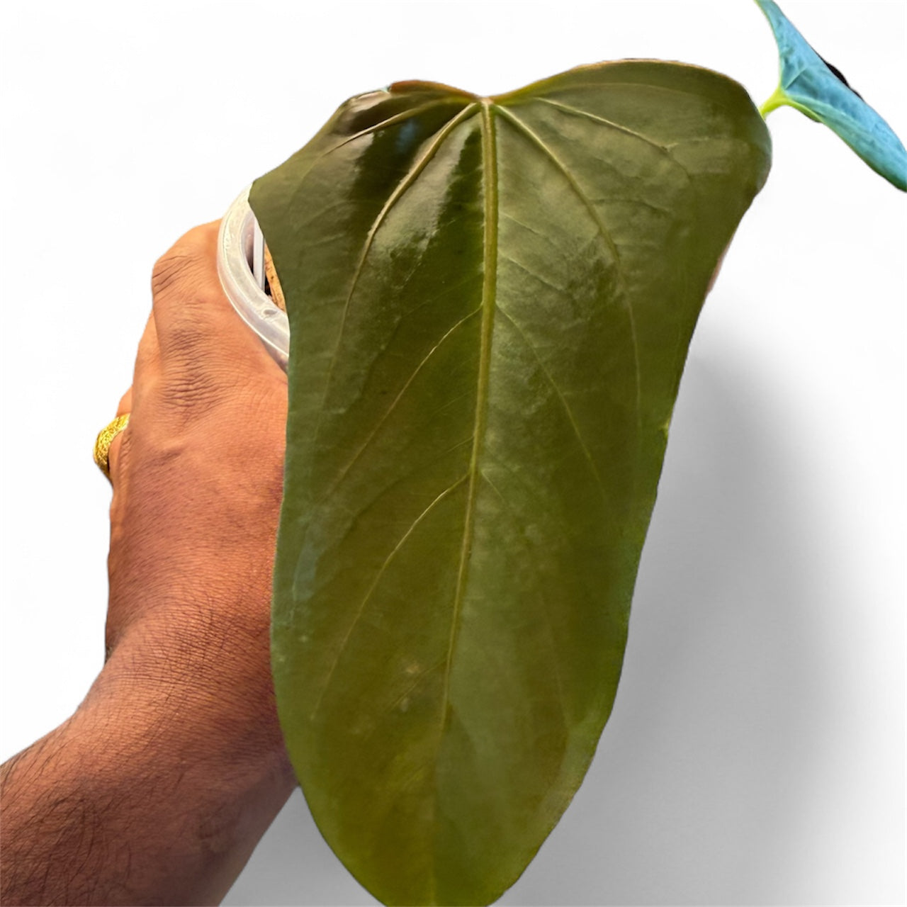 anthurium rotundatum Anthurium Portillae x Rotundatum (by Rory Antolak) – HappiestPlants