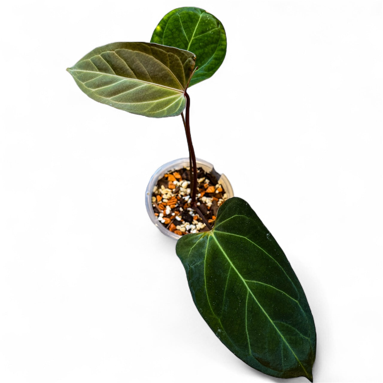 Anthurium Besseae aff x Portillae Dorito (by Rory Antolok)