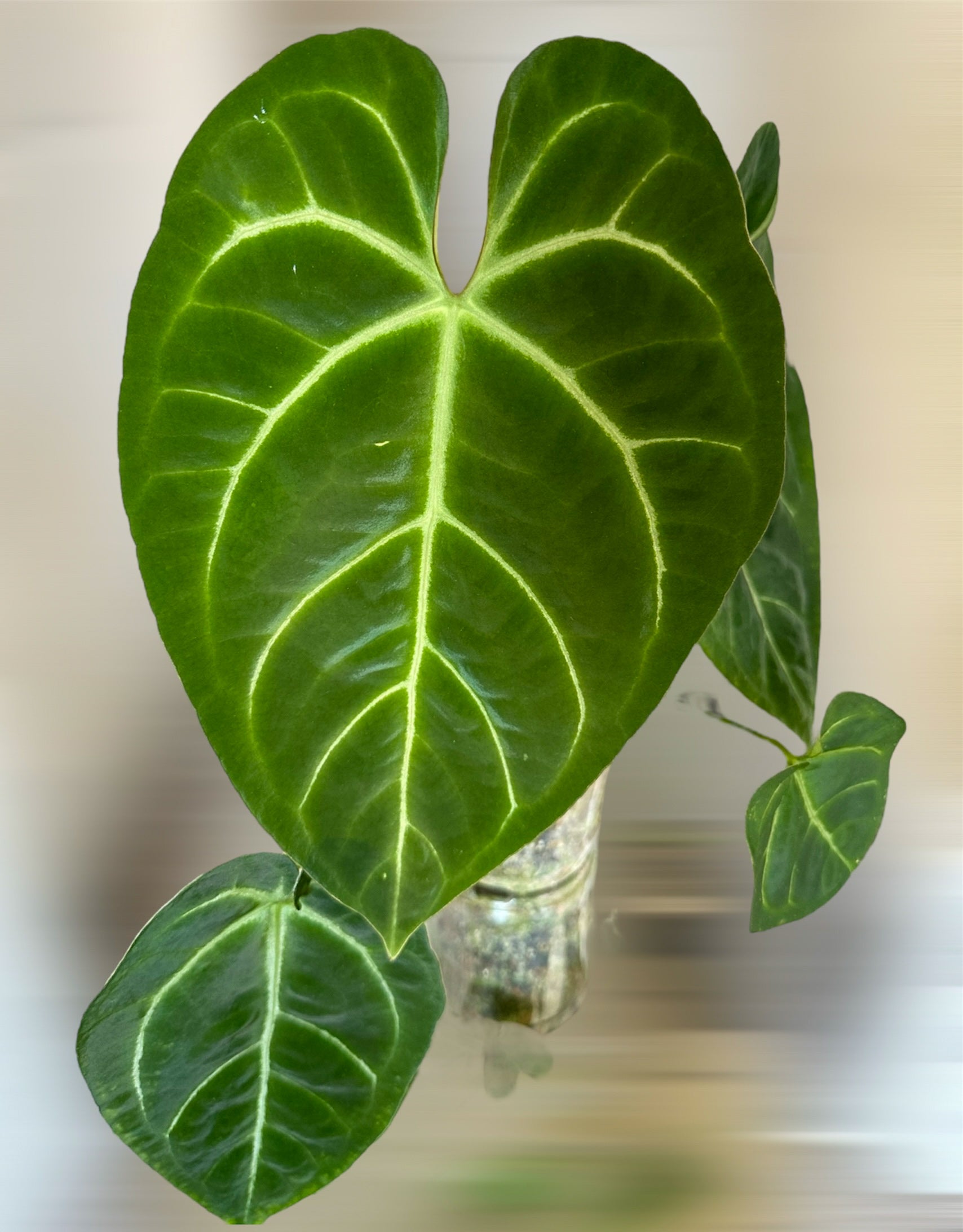 anthurium hoffmannii Anthurium Hoffmani x Ace of Spades (AOS) – HappiestPlants
