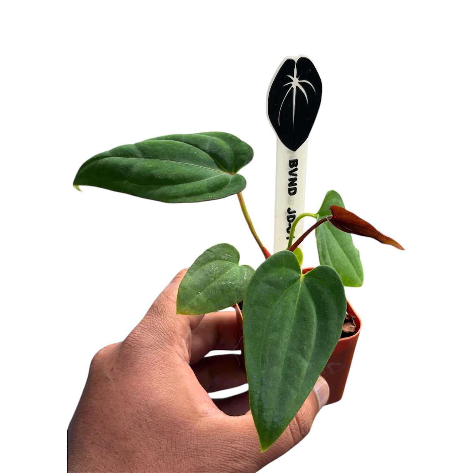 Anthurium BVEP x Night Dragon - Restock – HappiestPlants