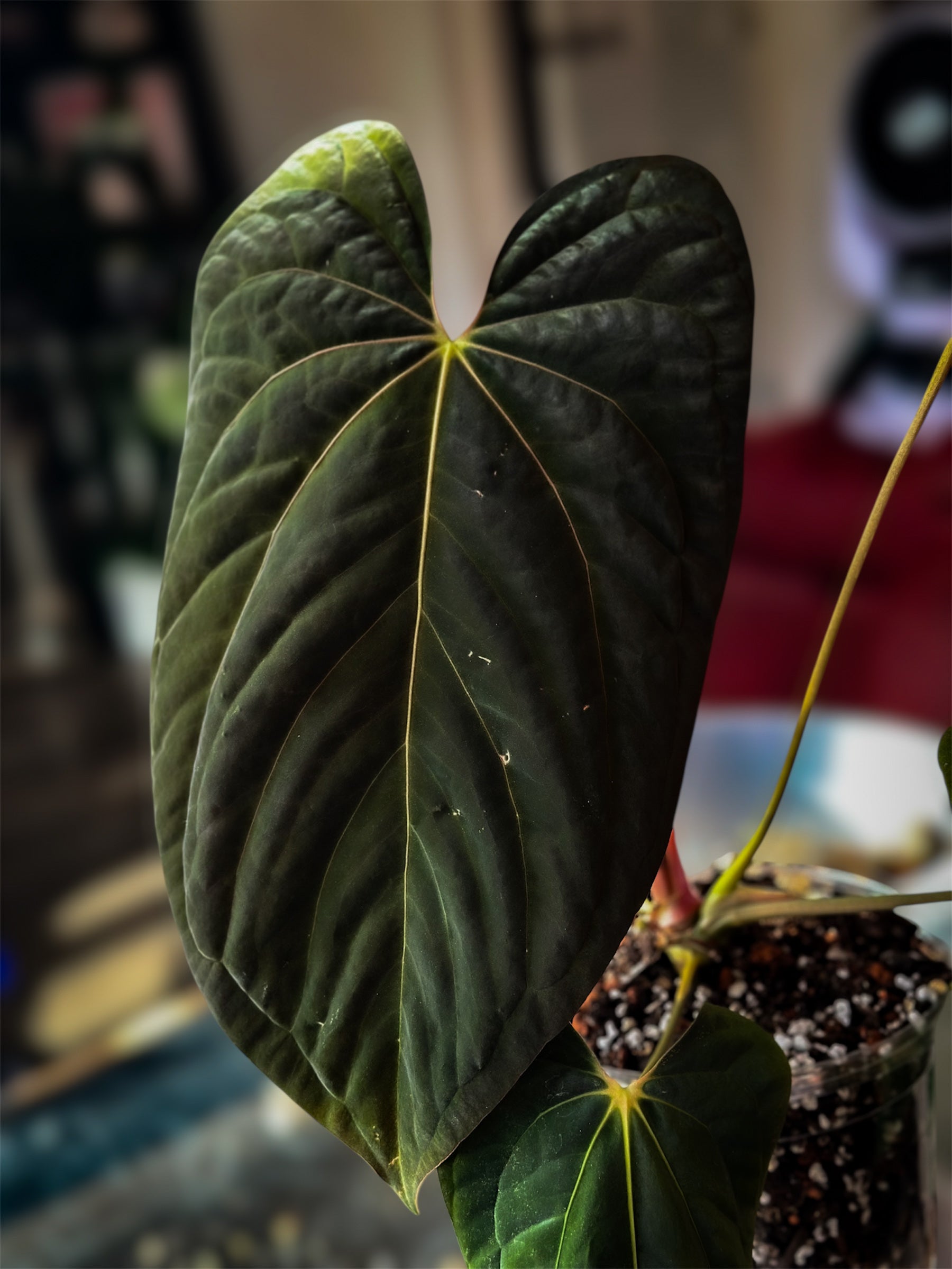 Anthurium (Pap Ree Gardens x BVEP) x (Dress Carla x BVEP