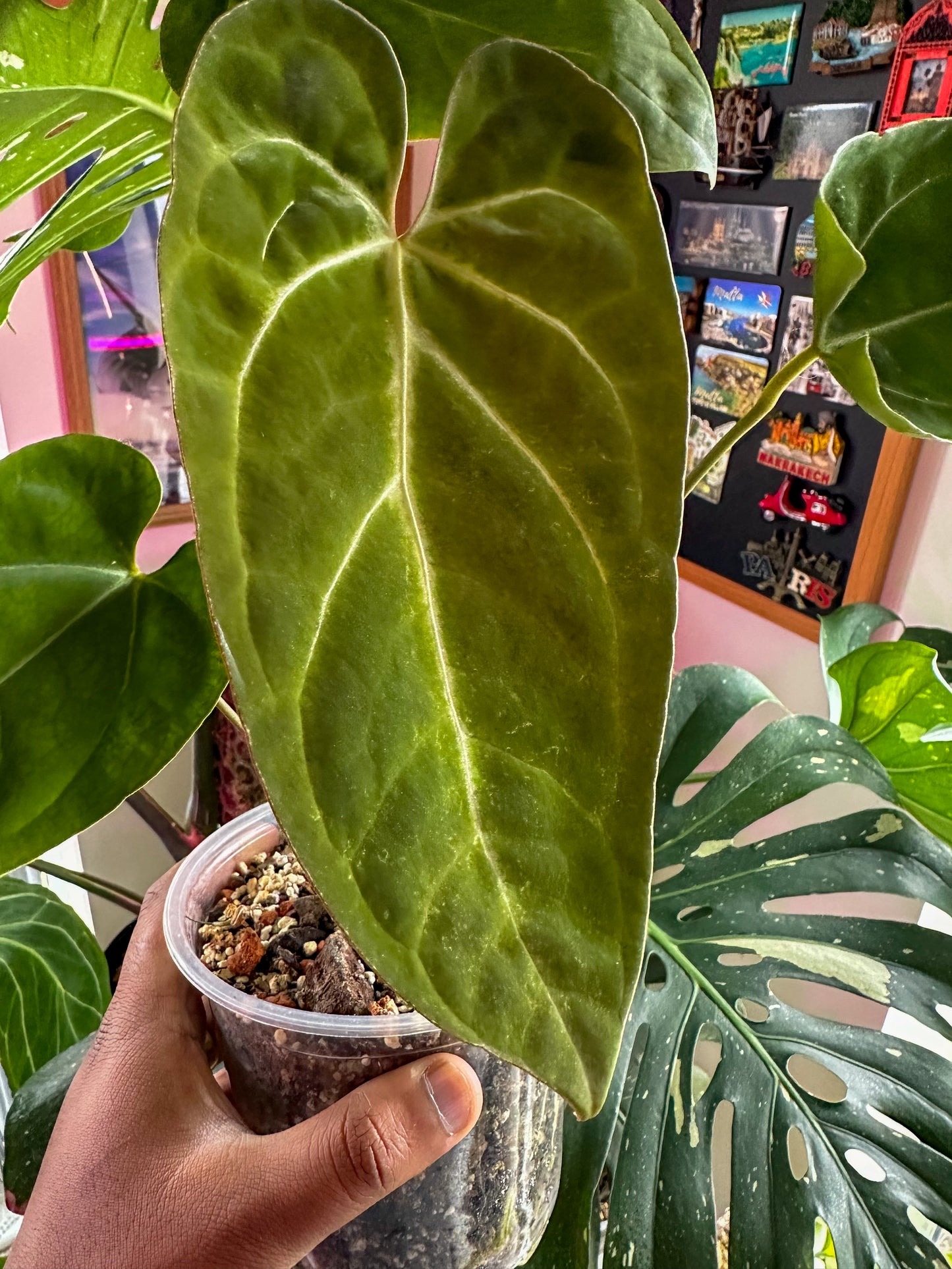 Anthurium Black Velvet