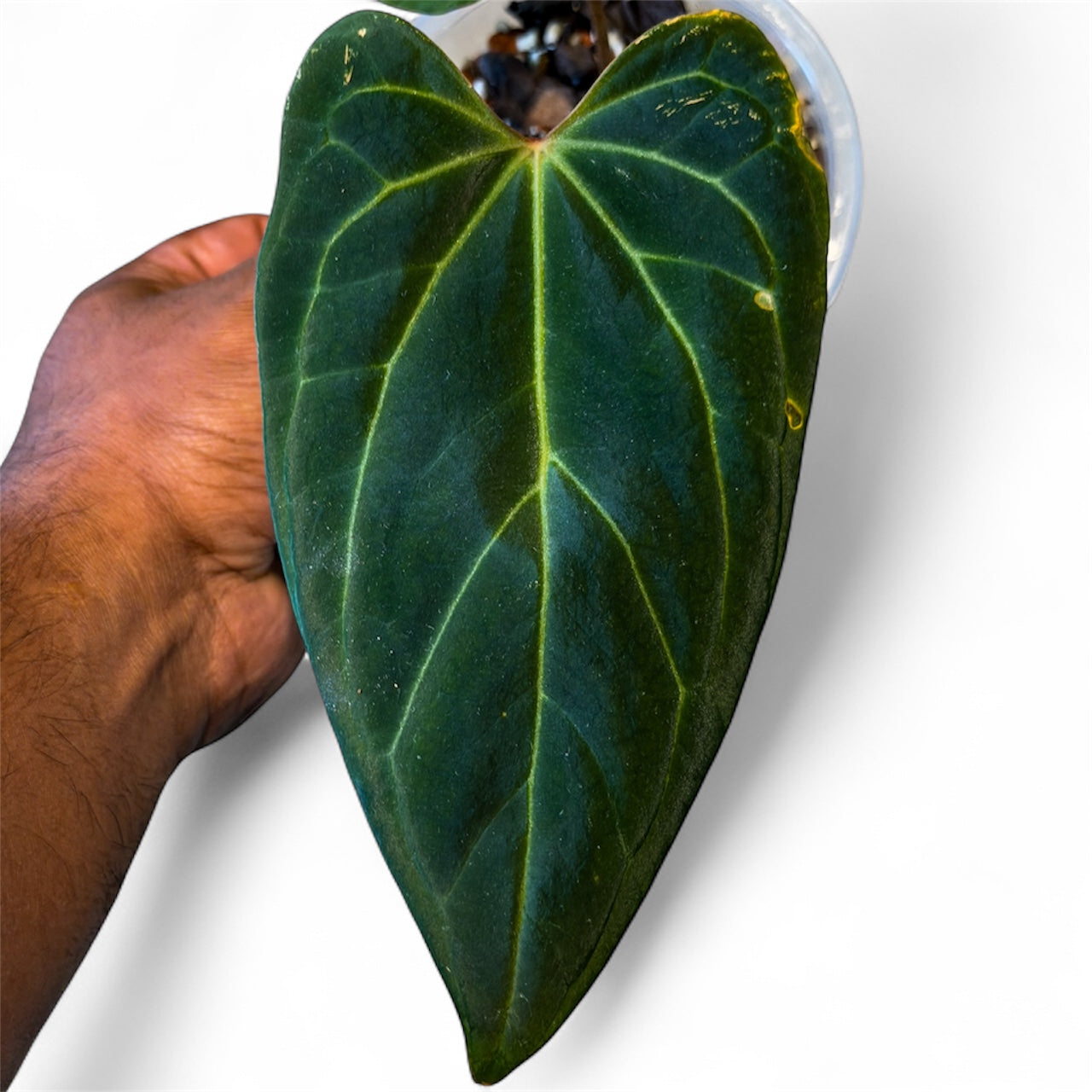 Anthurium Portillae Dorito x Besseae aff (by Rory Antolak)