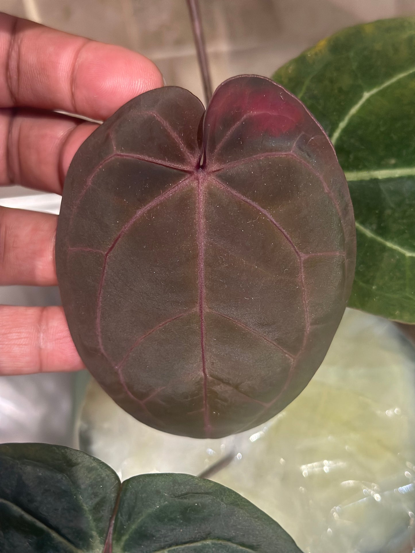 Anthurium Topaz Moon (unterer Schnitt) - Bloodmoon x Tezula Red Crystallinum