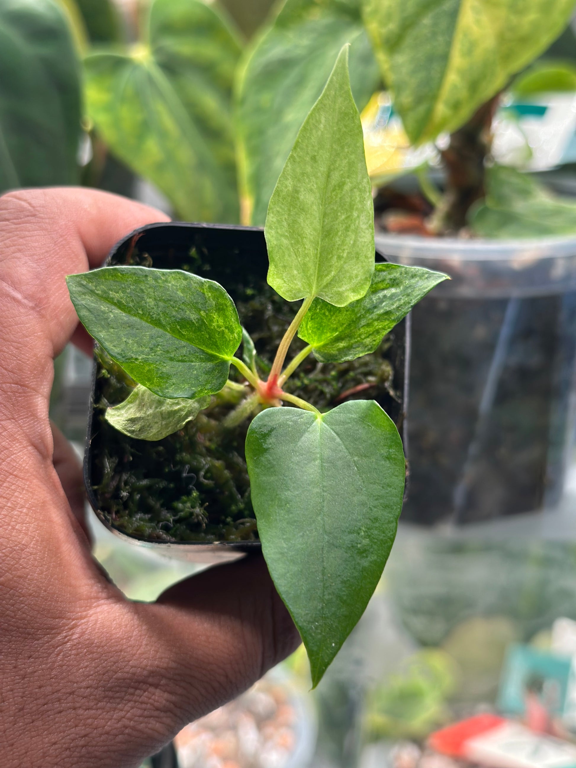 anthurium regale seedling FSRL x RL Variegated Anthurium Seedling – HappiestPlants