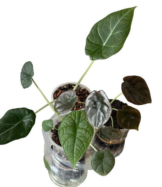 Alocasia Bundle (9cm)