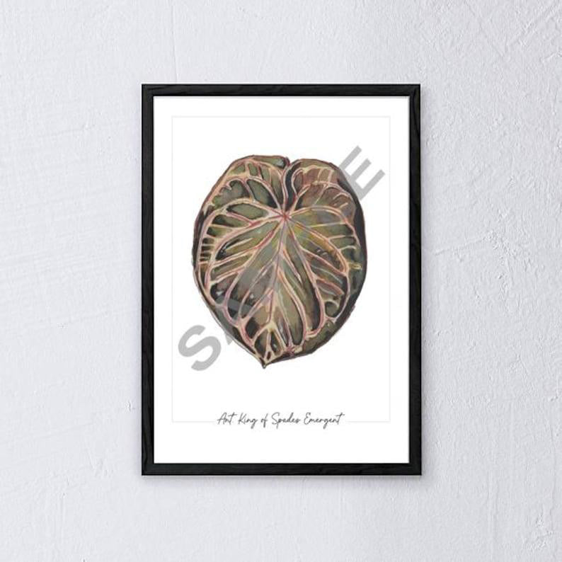 Anthurium ‘King of Spades’ – Fine Art Watercolour Print