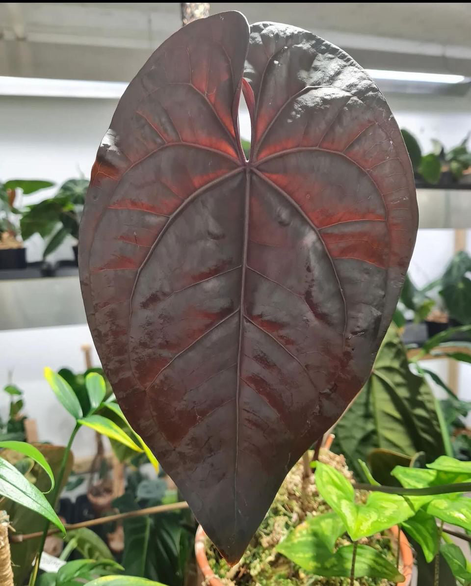 Anthurium AOS (SKG DF) x Papillilaminum Marie