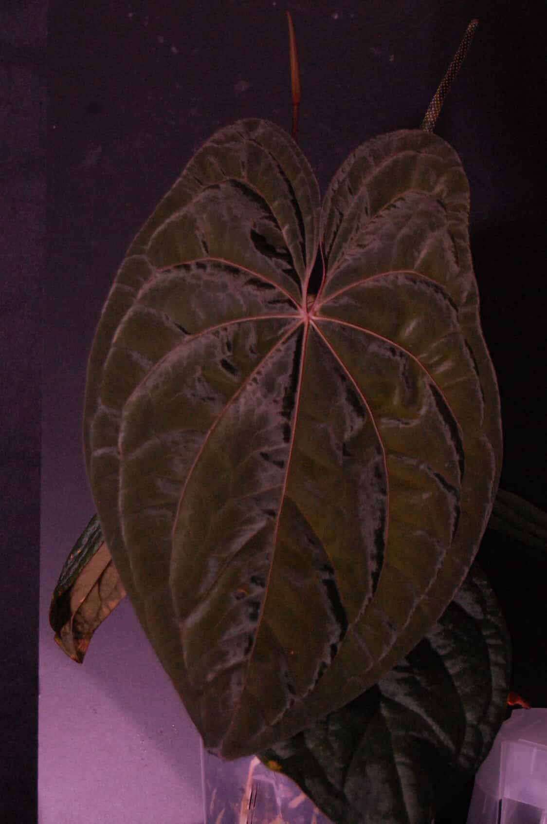 Anthurium Dragonfly (Mr Worldwide x Night Dragon)