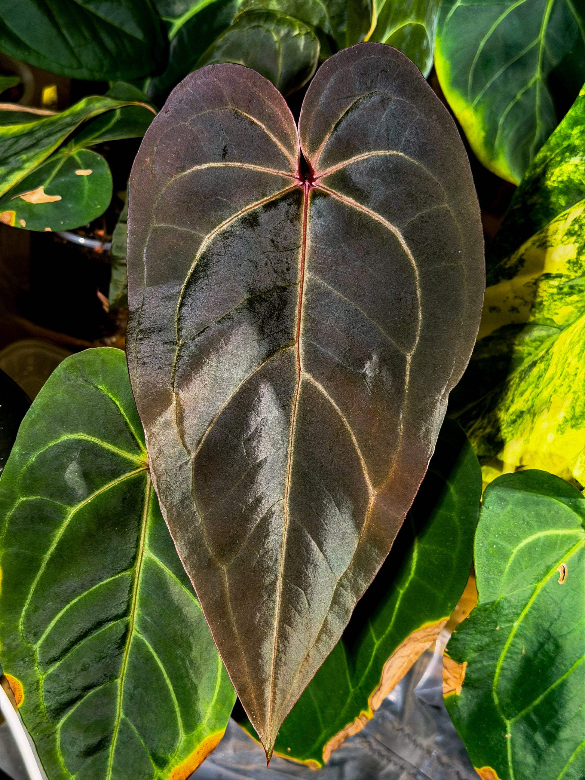 anthurium dominicense Anthurium RVC x D&H X Supermassive Spider – HappiestPlants