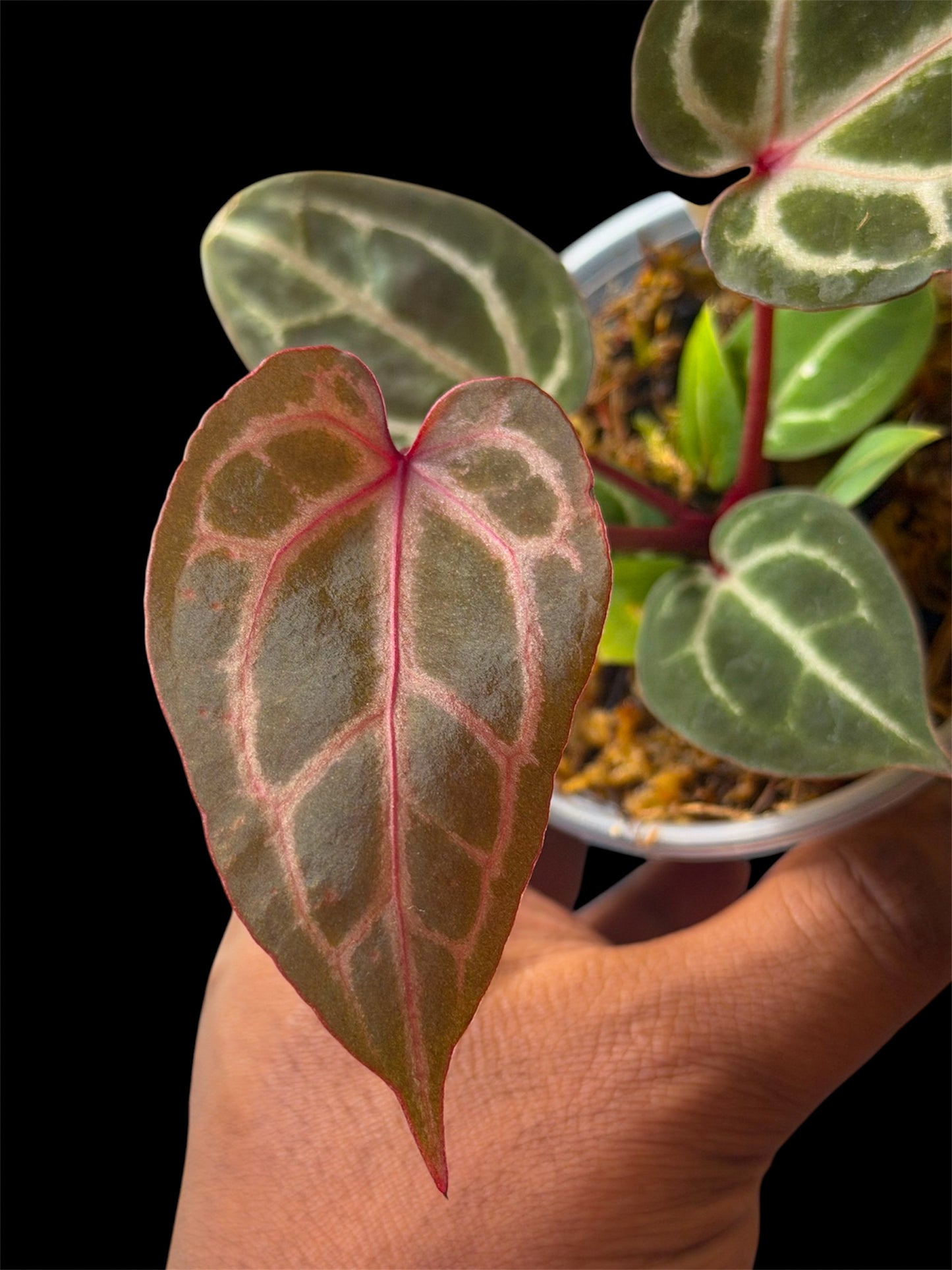 Anthurium Wonderboy B (x self) Super Select