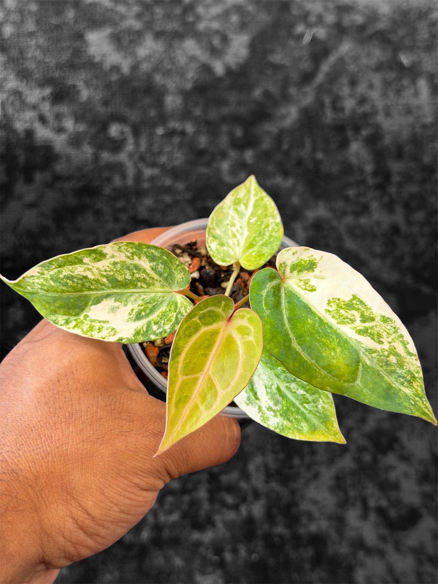 Anthurium Pap Var x Michelle Var - Selected Seedlings
